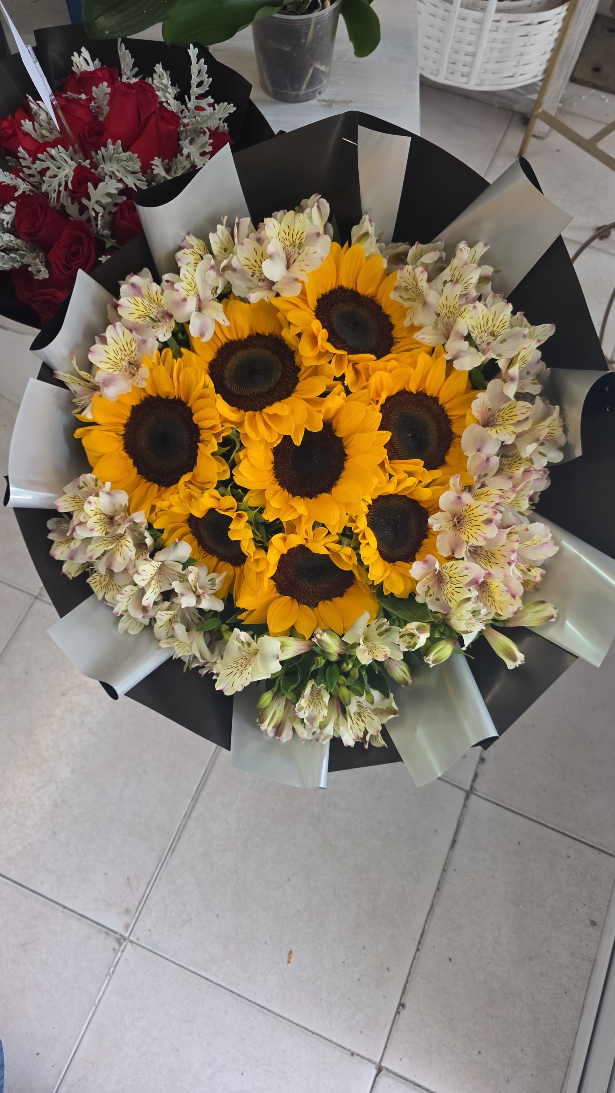 Solo de girasoles